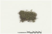 藏品(鞭蘚屬 )的圖片